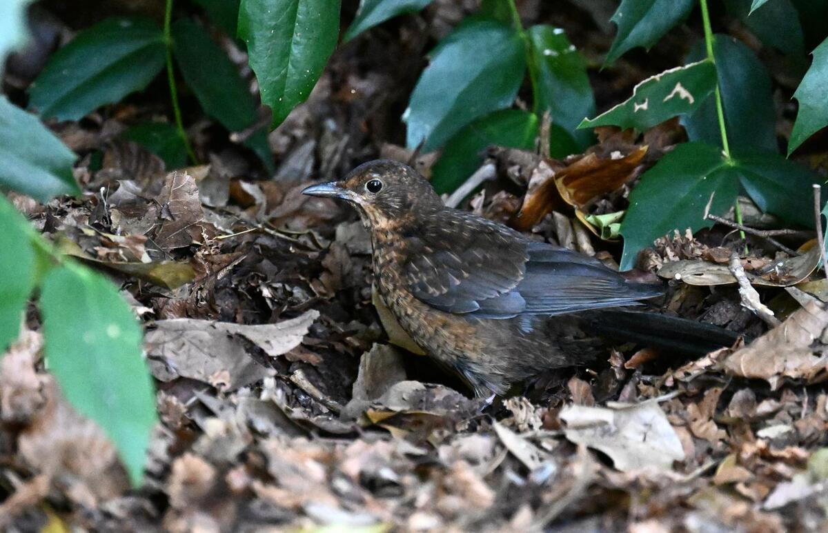 2026-08-11 2 Blackbird juvenile